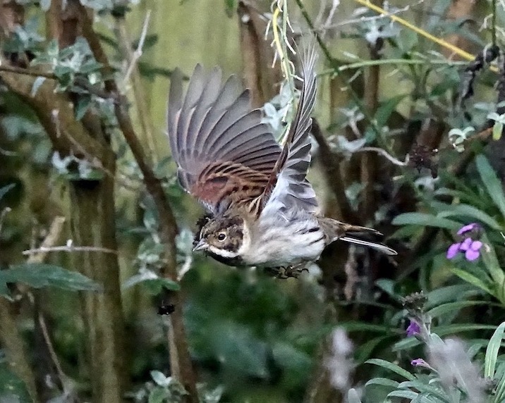 reed bunting